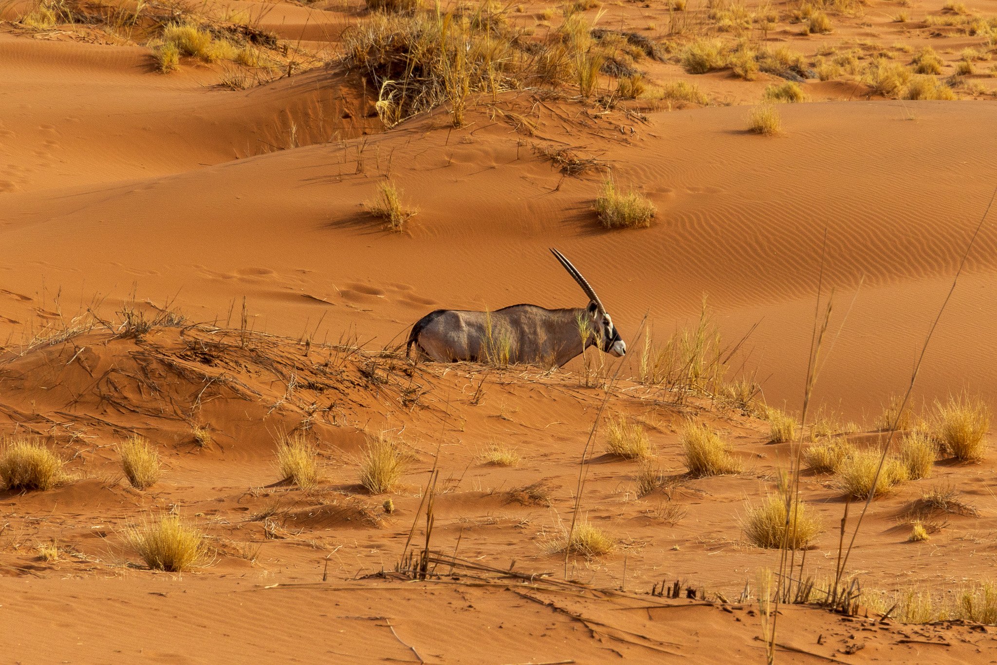 _namibia23set0416.jpg
