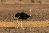 _namibia23set043_small.jpg
