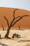 _namibia23set0446_small.jpg