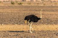 _namibia23set044_small.jpg