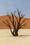 _namibia23set0451_small.jpg