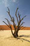 _namibia23set0454_small.jpg