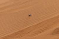 _namibia23set0467_small.jpg