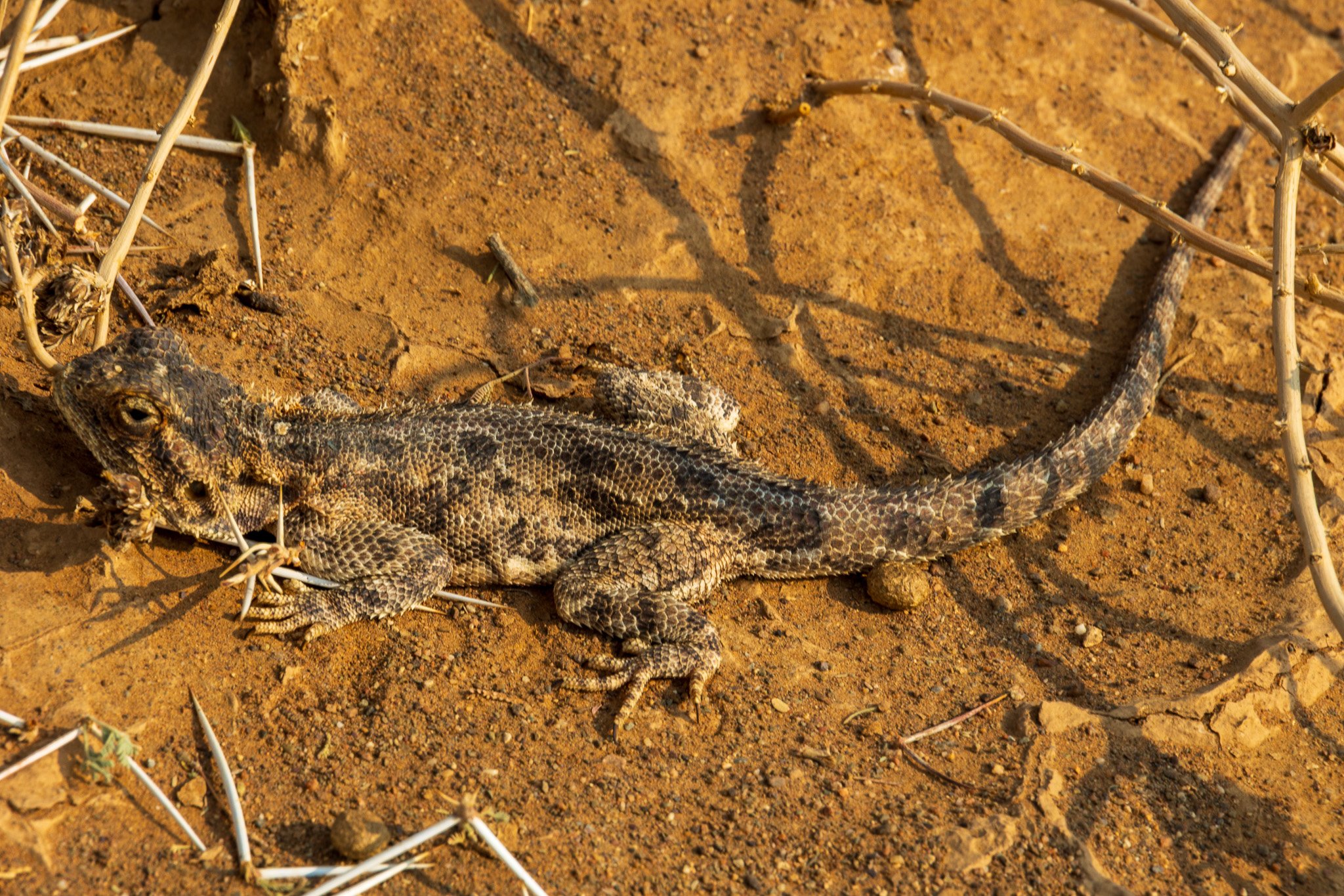 _namibia23set055.jpg