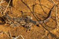 _namibia23set055_small.jpg