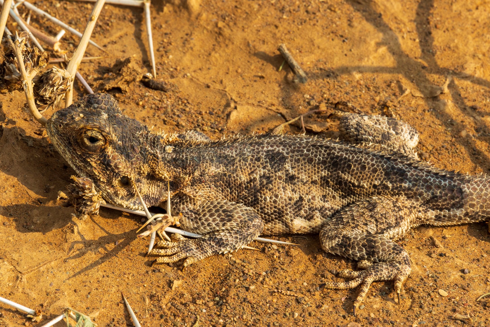 _namibia23set056.jpg