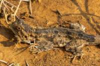 _namibia23set056_small.jpg