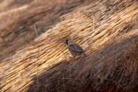 nam0345_small.jpg