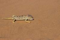nam0742_small.jpg