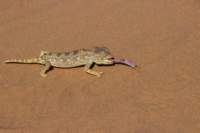 nam0743_small.jpg