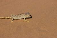 nam0744_small.jpg