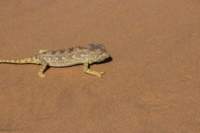 nam0745_small.jpg