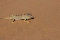nam0746_small.jpg