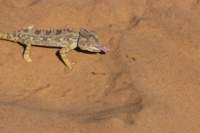 nam0750_small.jpg