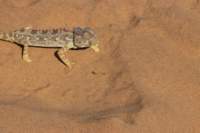 nam0752_small.jpg