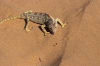 nam0769_small.jpg