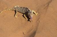 nam0771_small.jpg