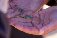 nam0787_small.jpg