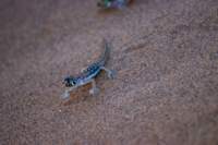 nam0790_small.jpg