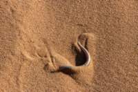 nam0873_small.jpg