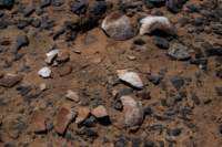 nubia_2023feb16_0248_small.jpg