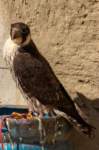 nubia_2023feb16_0276_small.jpg