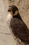 nubia_2023feb16_0277_small.jpg