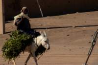 nubia_2023feb17_0333_small.jpg
