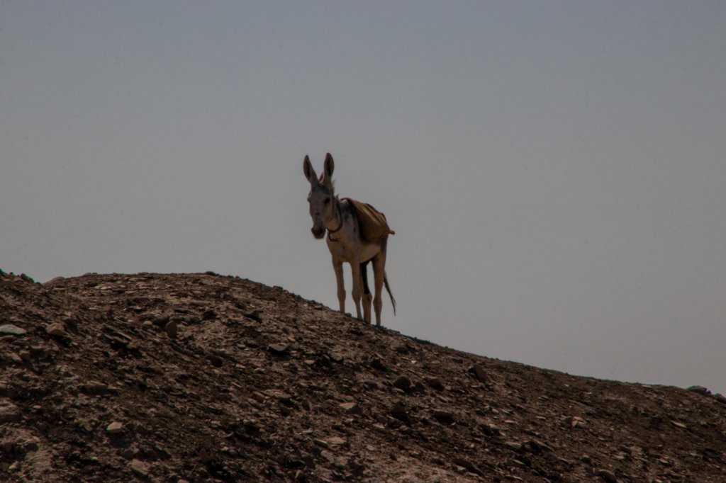 nubia_2023feb17_0342.jpg