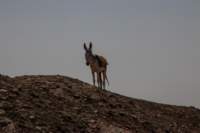 nubia_2023feb17_0342_small.jpg