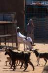 nubia_2023feb17_0360_small.jpg