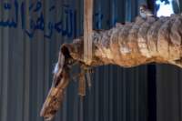 nubia_2023feb17_0384_small.jpg