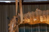 nubia_2023feb17_0385_small.jpg