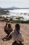 nubia_2023feb17_0425_small.jpg
