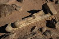 nubia_2023feb18_0475_small.jpg