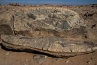 nubia_2023feb18_0477_small.jpg