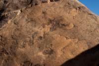 nubia_2023feb18_0485_small.jpg