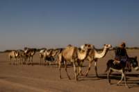 nubia_2023feb19_0567_small.jpg