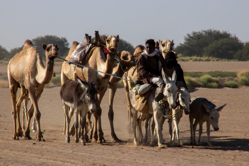 nubia_2023feb19_0569.jpg