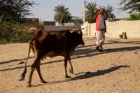 nubia_2023feb19_0586_small.jpg
