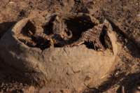 nubia_2023feb19_0634_small.jpg