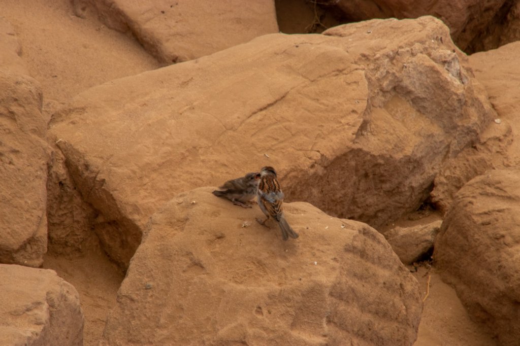 nubia_2023feb20_0782.jpg