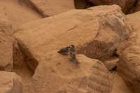 nubia_2023feb20_0782_small.jpg