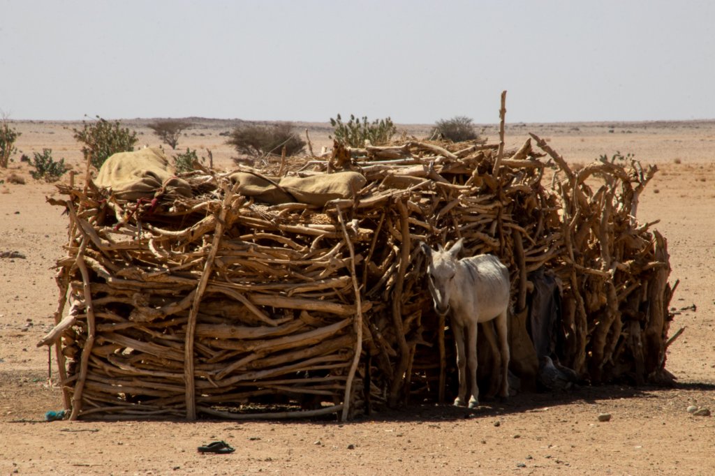 nubia_2023feb21_0914.jpg