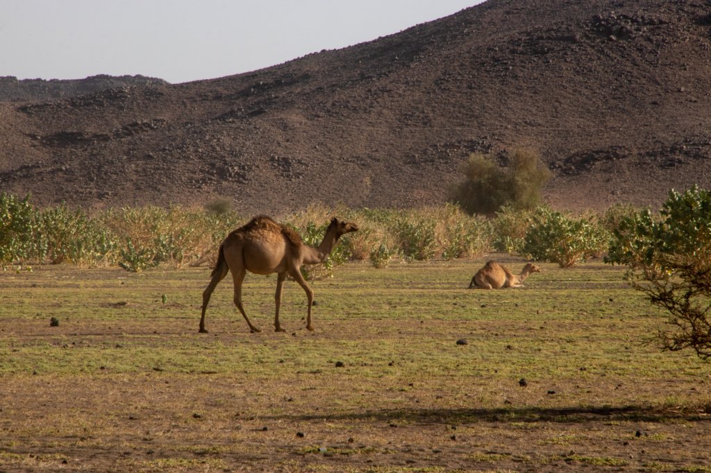 nubia_2023feb21_0972.jpg