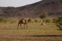 nubia_2023feb21_0972_small.jpg