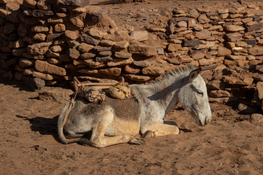 nubia_2023feb24_1219.jpg