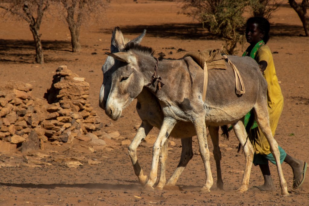 nubia_2023feb24_1252.jpg