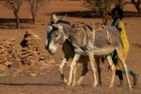 nubia_2023feb24_1252_small.jpg