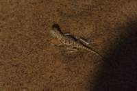 photo110_small.jpg